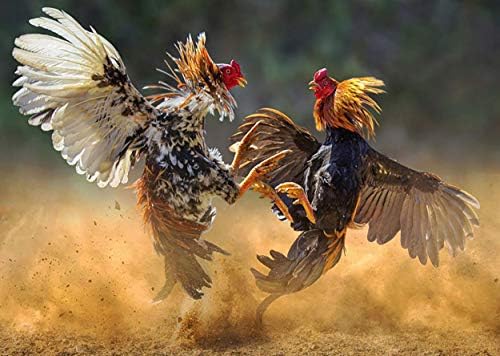 כוח הולקס פלוס 100 טבליות, נוסחת אנרגיה הולכת וגוברת מהירה ויטמינים בוסטרים תרנגול בריאות תוסף עוף לבריאות