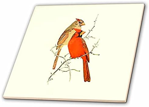 3 רוז וינטג ציפור הדפס אדום קרדינלים זכר ונקבה איור אמנות-אריחים